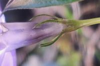 Vinca major