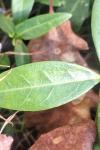 Vinca minor