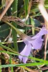 Vinca minor