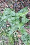 Arum italicum