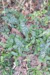 Arum italicum