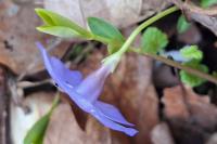Vinca minor