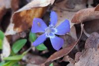 Vinca minor