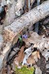 Scilla bifolia