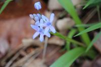 Scilla bifolia