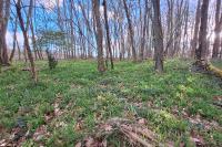 Scilla bifolia