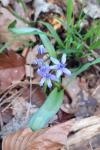 Scilla bifolia