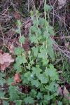 Bryonia dioica