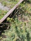 Juniperus communis