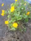 Caltha palustris