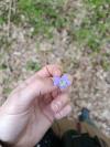 Viola