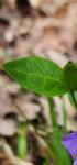 Vinca minor