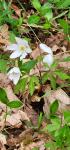 Anemone nemorosa