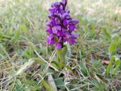 Anacamptis morio