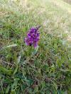 Anacamptis morio
