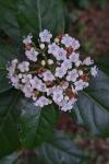 Viburnum tinus