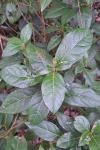 Viburnum tinus