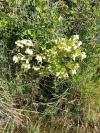 Helleborus foetidus