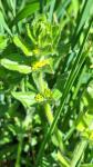 Cruciata laevipes
