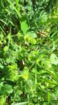 Cruciata laevipes
