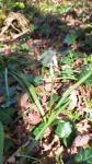 Hyacinthoides non-scripta