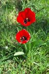 Tulipa