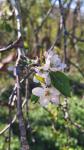 Malus sylvestris