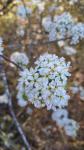 Prunus mahaleb