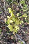 Ulmus minor
