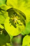 Euphorbia amygdaloides