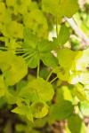 Euphorbia amygdaloides
