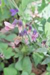 Lathyrus linifolius