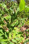 Polygonatum multiflorum