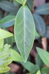 Vinca minor