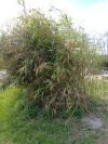x Pseudosasa japonica
