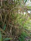 x Pseudosasa japonica