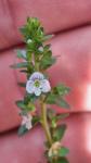 Veronica serpyllifolia