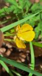 Ranunculus repens