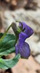 Viola reichenbachiana
