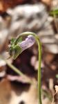 Viola reichenbachiana