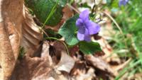 Viola reichenbachiana