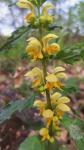 Lamium galeobdolon