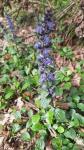 Ajuga reptans