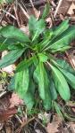 Succisa pratensis