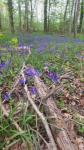 Hyacinthoides non-scripta