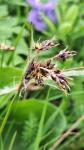 Luzula campestris