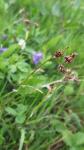 Luzula campestris