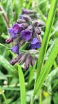 Pulmonaria longifolia