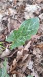 Arum italicum