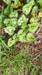 Cyclamen hederifolium